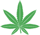 Home Medical Cannabis 17